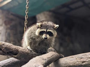 Unique Animal Names at Saigon Zoo: The Story of 'Cong Thi Tai No' - image 4