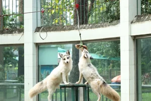 Unique Animal Names at Saigon Zoo: The Story of 'Cong Thi Tai No' - image 6