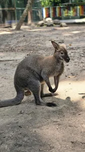 Unique Animal Names at Saigon Zoo: The Story of 'Cong Thi Tai No' - image 2