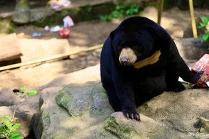 Unique Animal Names at Saigon Zoo: The Story of 'Cong Thi Tai No' - image 1