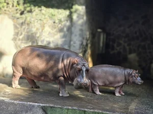 Unique Animal Names at Saigon Zoo: The Story of 'Cong Thi Tai No' - image 0