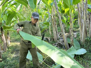 How a Discarded Leaf Earns Vietnam Millions in Annual Exports - image 6