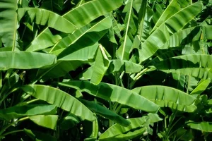 How a Discarded Leaf Earns Vietnam Millions in Annual Exports - image 4