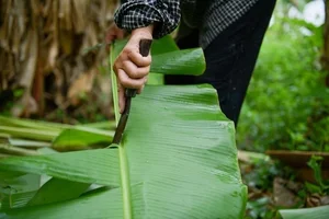 How a Discarded Leaf Earns Vietnam Millions in Annual Exports - image 9