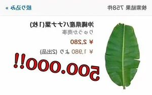 How a Discarded Leaf Earns Vietnam Millions in Annual Exports - image 1