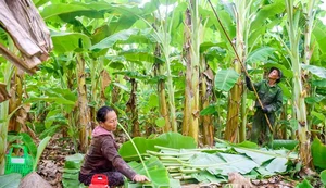 How a Discarded Leaf Earns Vietnam Millions in Annual Exports - image 2