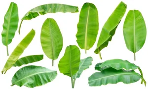 How a Discarded Leaf Earns Vietnam Millions in Annual Exports - image 8