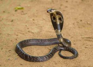 The King Cobra and Beyond: Understanding Vietnam’s Most Common Venomous Snakes - image 7