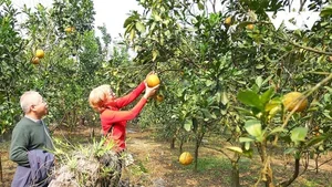 Explore Tuyet Son Cave: A Spiritual Trekking Journey Through Huong Pagoda's Ancient Apricot Forest - image 2