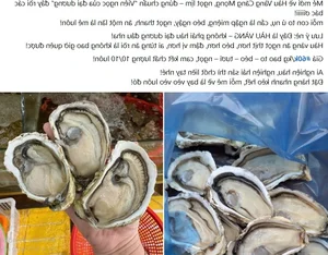 Cheap Chinese Golden Oysters Flood Vietnamese Seafood Markets - image 2