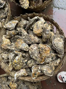 Cheap Chinese Golden Oysters Flood Vietnamese Seafood Markets - image 3