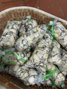 Cheap Chinese Golden Oysters Flood Vietnamese Seafood Markets - image 6
