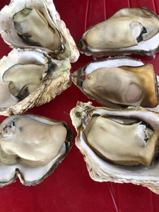 Cheap Chinese Golden Oysters Flood Vietnamese Seafood Markets - image 1