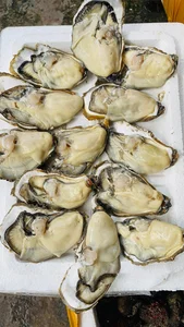 Cheap Chinese Golden Oysters Flood Vietnamese Seafood Markets - image 0