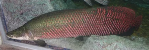 Angler Lands Massive 130 kg River Monster After Epic Battle - image 4