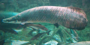 Angler Lands Massive 130 kg River Monster After Epic Battle - image 6