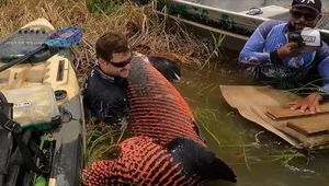 Angler Lands Massive 130 kg River Monster After Epic Battle - image 2