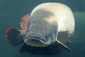 Angler Lands Massive 130 kg River Monster After Epic Battle - image 7