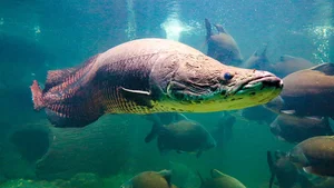 Angler Lands Massive 130 kg River Monster After Epic Battle - image 1