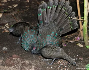 Discovering Vietnam's Rare 'Hundred-Eyed' Jungle Fowl - image 2