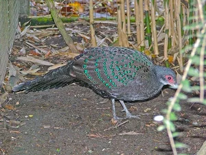 Discovering Vietnam's Rare 'Hundred-Eyed' Jungle Fowl - image 7