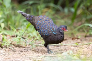 Discovering Vietnam's Rare 'Hundred-Eyed' Jungle Fowl - image 5