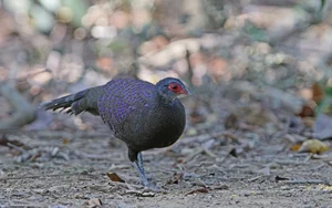 Discovering Vietnam's Rare 'Hundred-Eyed' Jungle Fowl - image 6