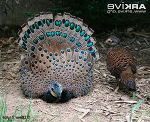 Discovering Vietnam's Rare 'Hundred-Eyed' Jungle Fowl - image 0