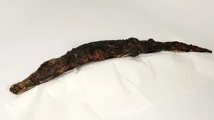 Fascinating Secrets of Ancient Egyptian Animal Mummification Revealed - image 9