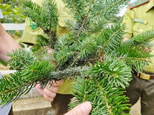 Rare Fir Tree Population Discovered in the Majestic Mountains of Bat Xat - image 1