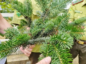 Rare Fir Tree Population Discovered in the Majestic Mountains of Bat Xat - image 0