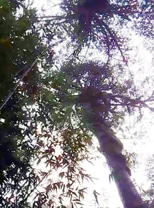 Rare Fir Tree Population Discovered in the Majestic Mountains of Bat Xat - image 4