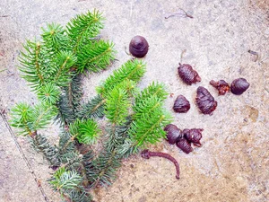 Rare Fir Tree Population Discovered in the Majestic Mountains of Bat Xat - image 6
