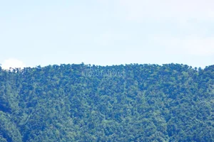 Rare Fir Tree Population Discovered in the Majestic Mountains of Bat Xat - image 3