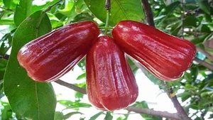 The Trending Lipstick-Red Fruit Snatching the Attention of Food Enthusiasts - image 1