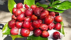 The Trending Lipstick-Red Fruit Snatching the Attention of Food Enthusiasts - image 4