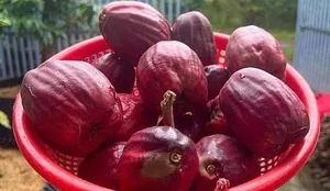 The Trending Lipstick-Red Fruit Snatching the Attention of Food Enthusiasts - image 2