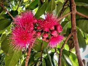The Trending Lipstick-Red Fruit Snatching the Attention of Food Enthusiasts - image 3