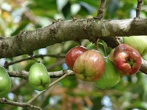 The Trending Lipstick-Red Fruit Snatching the Attention of Food Enthusiasts - image 0