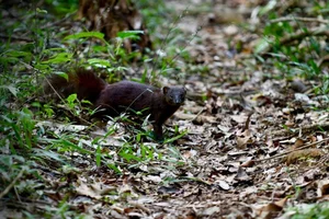 Madagascar’s Most Unique Carnivores: Exploring the Island’s Extraordinary Predators - image 0