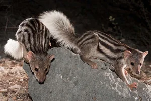 Madagascar’s Most Unique Carnivores: Exploring the Island’s Extraordinary Predators - image 1