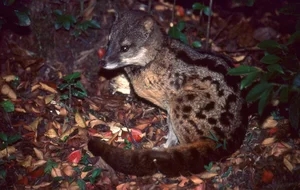 Madagascar’s Most Unique Carnivores: Exploring the Island’s Extraordinary Predators - image 4