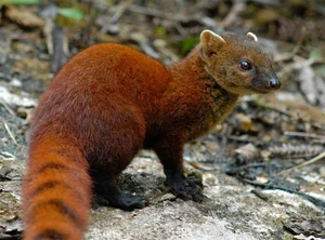 Madagascar’s Most Unique Carnivores: Exploring the Island’s Extraordinary Predators - image 5