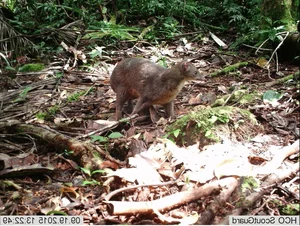 Madagascar’s Most Unique Carnivores: Exploring the Island’s Extraordinary Predators - image 6