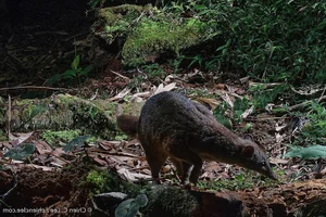Madagascar’s Most Unique Carnivores: Exploring the Island’s Extraordinary Predators - image 2