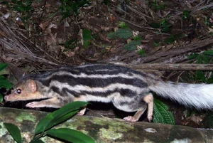 Madagascar’s Most Unique Carnivores: Exploring the Island’s Extraordinary Predators - image 7