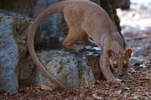 Madagascar’s Most Unique Carnivores: Exploring the Island’s Extraordinary Predators - image 3