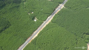 New Forest Crossing Road Connects 5 Trillion VND Industrial Park in Binh Dinh - image 1