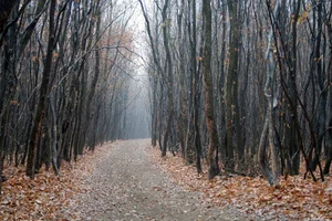 The Mysterious Forest That Sends Shivers Down Your Spine - image 7