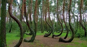 The Mysterious Forest That Sends Shivers Down Your Spine - image 8